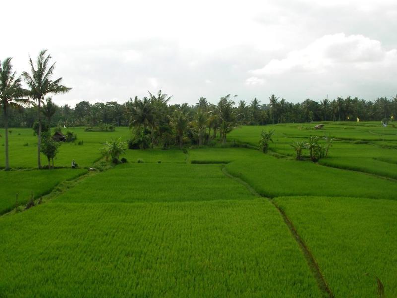 Green Field Hotel And Bungalow Ubud Zewnętrze zdjęcie