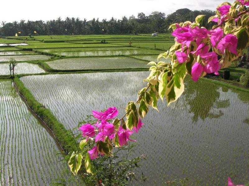 Green Field Hotel And Bungalow Ubud Zewnętrze zdjęcie