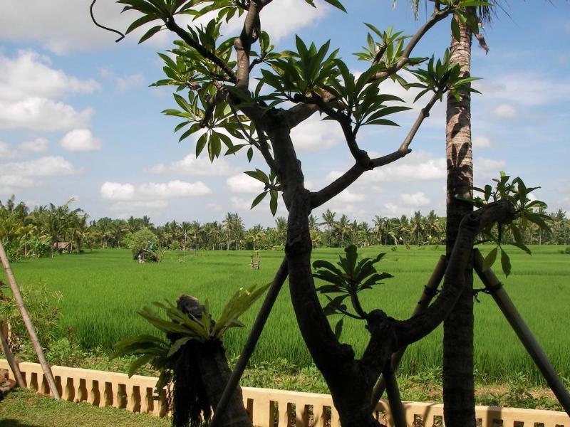 Green Field Hotel And Bungalow Ubud Zewnętrze zdjęcie