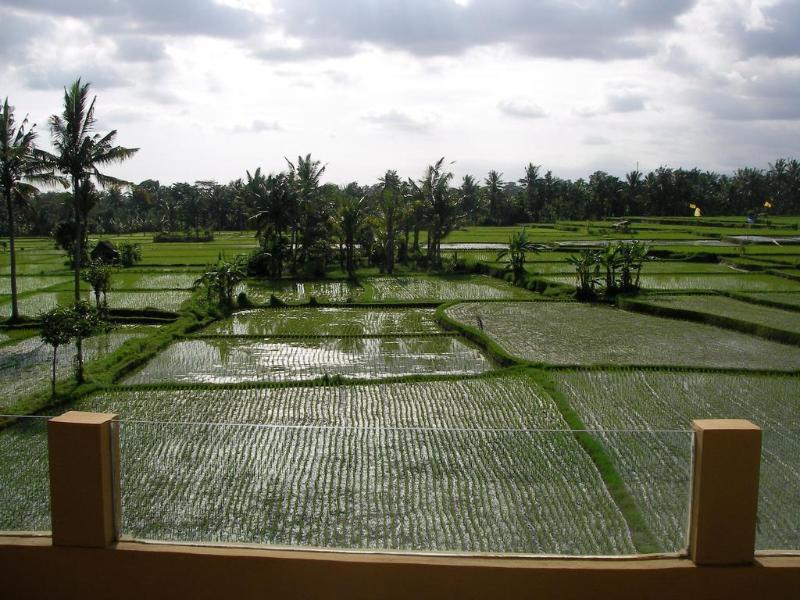 Green Field Hotel And Bungalow Ubud Zewnętrze zdjęcie